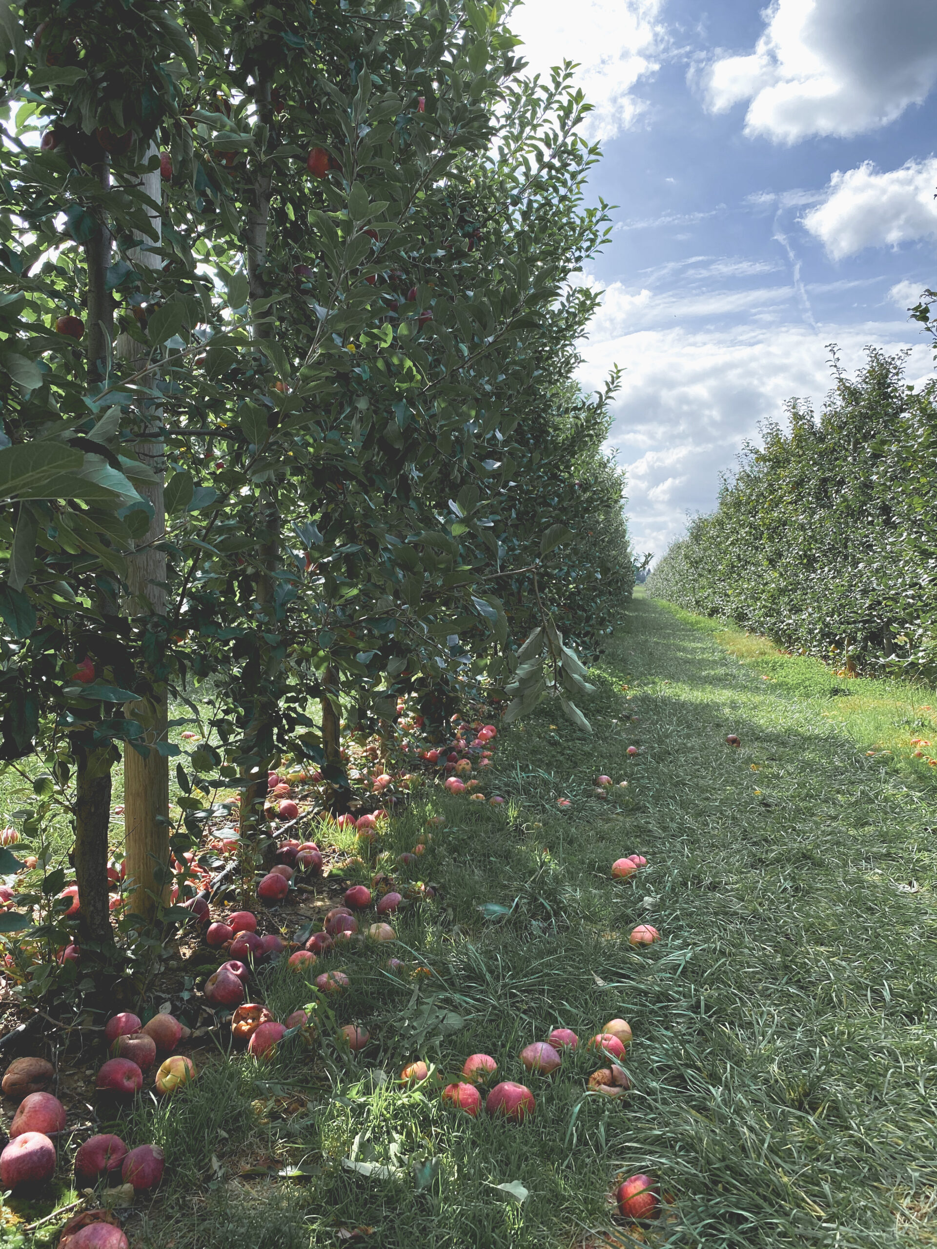 Apple orchard