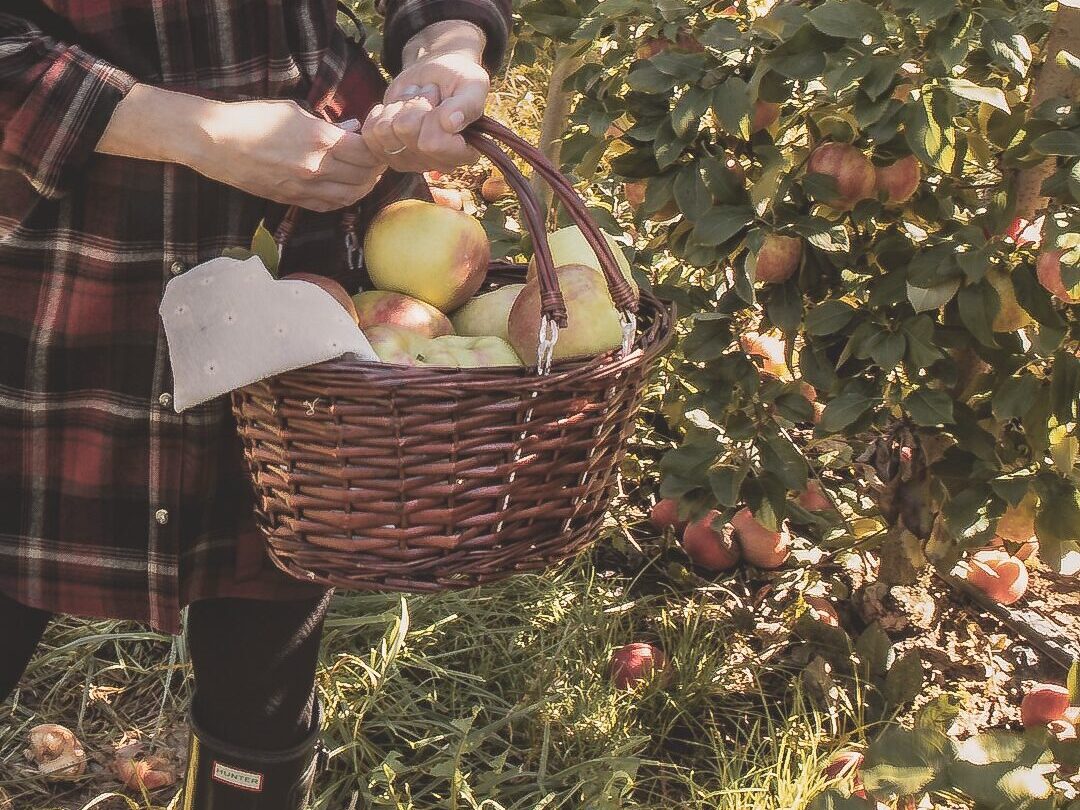 apple picking